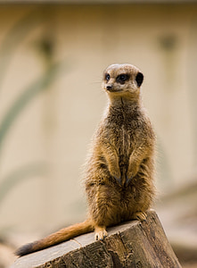 meerkat, 동물, 야생 동물, 자연, 귀여운, 야외에서, 서 있는