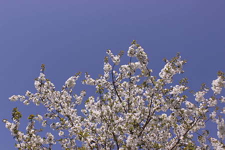flor, flor, cirera, primavera, arbre, blanc, blau