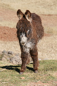 burro, Peru, animal, bebê