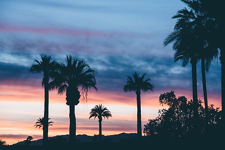 Palm, träd, siluett, solnedgång, skymning, palmer, moln