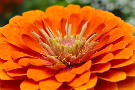 πορτοκαλί, λουλούδι, μακροεντολή, άνθος, floral, φύση, το καλοκαίρι