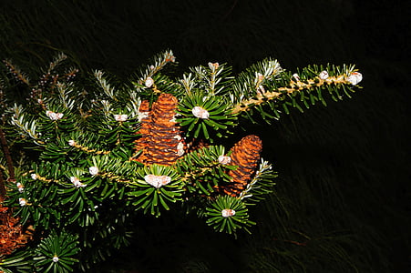 fir, tannenzweig, pine cones, needles, green, branch, macro