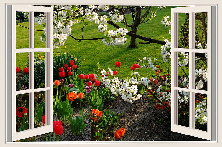 un bonic dia, bon humor, alegria, tulipes, flors, finestra, finestra blanc