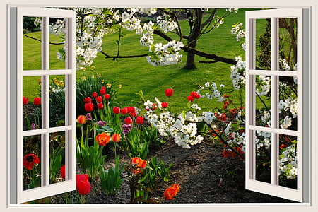um belo dia, bom humor, alegria, tulipas, flores, janela, janela branca