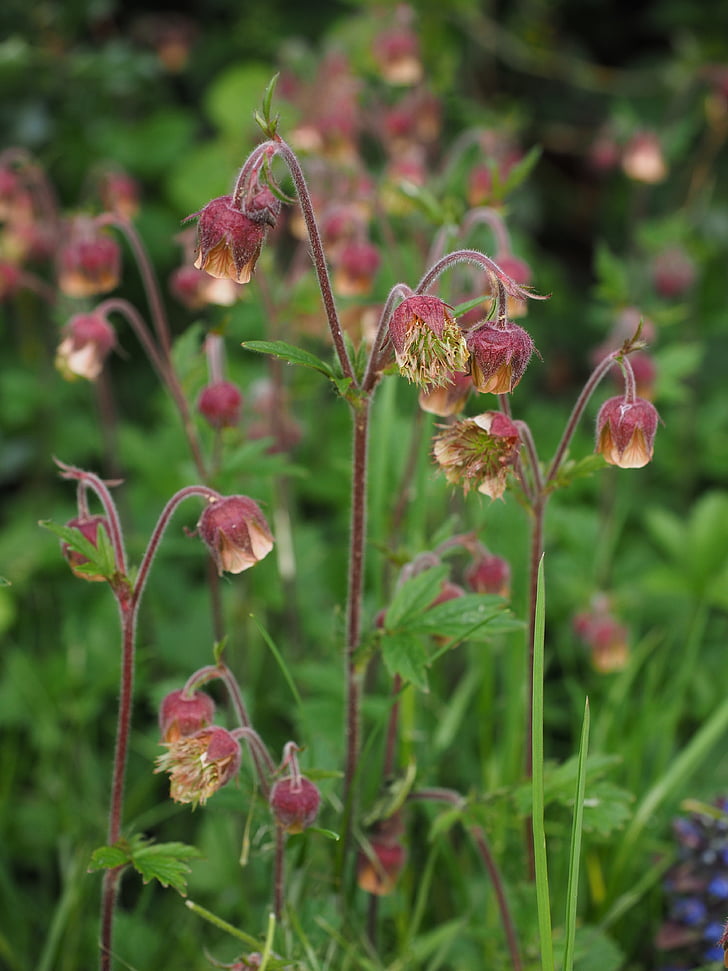 pointed flower, avens, geum rivale, geum, rose greenhouse, rosaceae, inflorescence