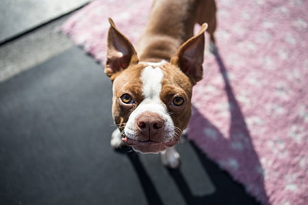 boston terrier pup, boston, puppy, small, face, young, happy