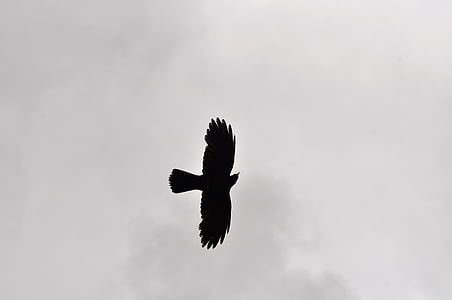 bird, sky, silhouette, animal, cloud, white, nature