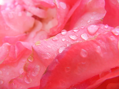 naik, merah muda, bunga, kelopak bunga, mawar merah muda, musim semi, alam