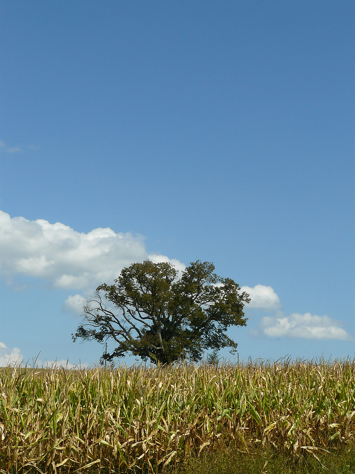 tree, lonely, field, summer, nature, sky, blue