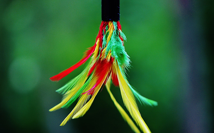 feather, colorful, color, bird feather