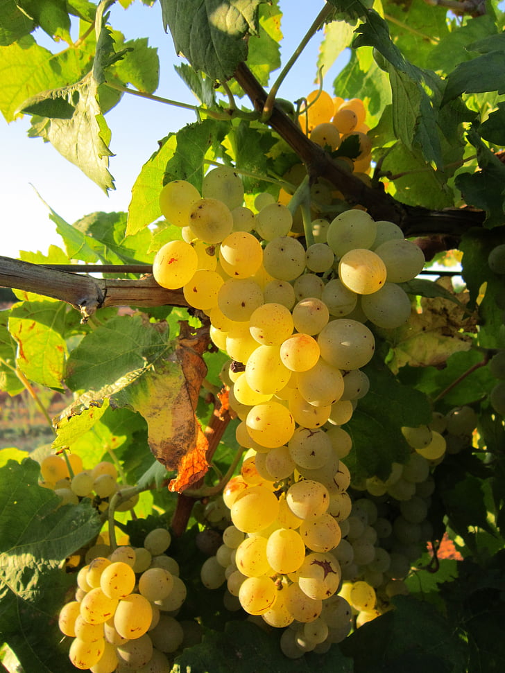 grape, vine, grapes, fruit, cultivation, winegrowing, grapevine
