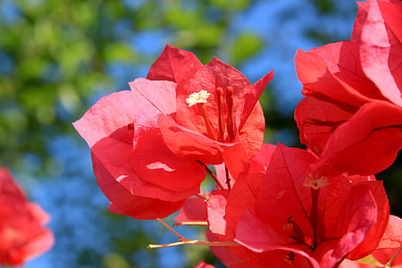 flor, floración, flor, Bush, naturaleza, rojo, planta