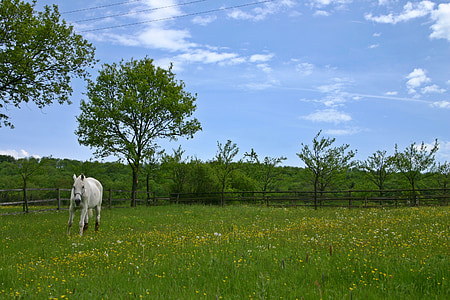 kuda, Paddock, Coupling, hewan, putih, cetakan, padang rumput