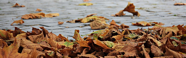 rudenį, lapai, Auksinis ruduo, lapai rudenį, rudenį lapija, lapų, Gamta