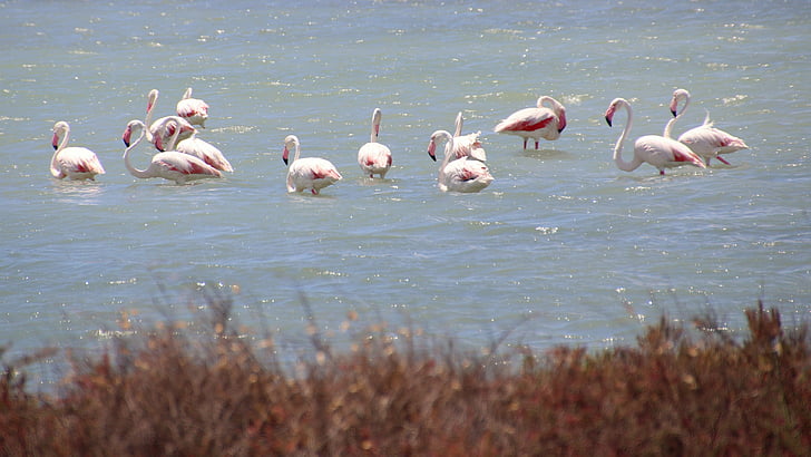 Flamingo, ptáci, povaha, voda, modrá, růžová, peří