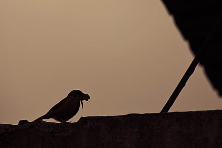 Sparrow, fuglen, jakt, solnedgang, silhuett