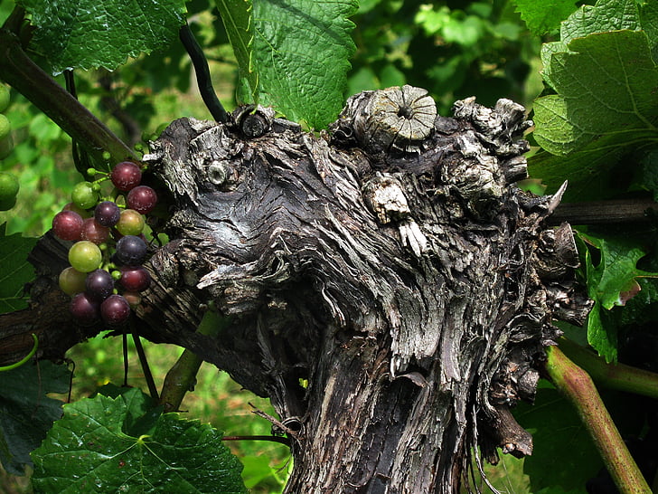 uva, Grapevine, vino, vid, Rebstock, región del vino, Viña