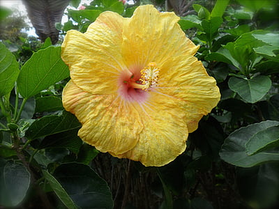 flor, Hibiscus, amarillo