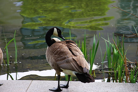 Canada goose, gans, wit, groen, water, vijver, vogel