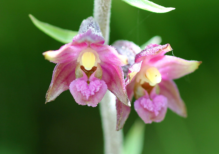 rode wespenorchis, Wild flower, Blossom, Bloom, Orchid