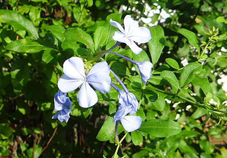 Plumbago, leadwort del capo, nila chitrak, fiore, blu, Plumbago auriculata, Plumbaginaceae