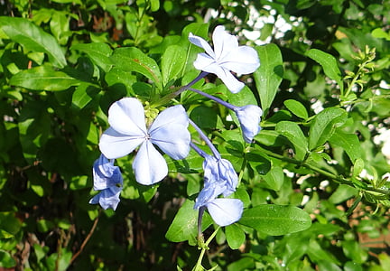 Plumbago, Dentelaire du Cap, nila Krieger, fleur, bleu, Plumbago auriculata, Plumbaginaceae