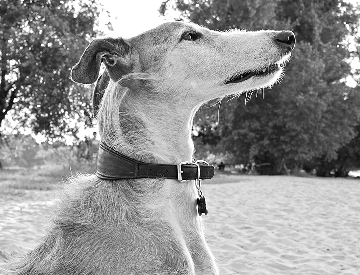 chien, animal, Greyhound, lévrier espagnol, animal de compagnie, Voir le profil, Portrait