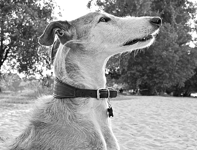 hund, djur, Greyhound, spanska greyhound, Husdjur, profil, porträtt