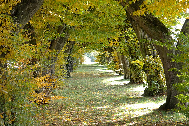 Avenue, Castle avenue, Laupheim, Grab, drzewa, przejście, jesień