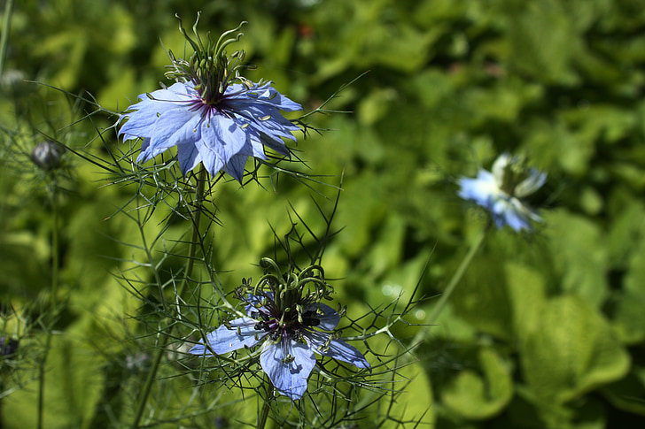 다마스커스 nigella, 블루 꽃, 화원