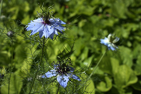 Дамаск nigella, синьо цвете, цветна градина