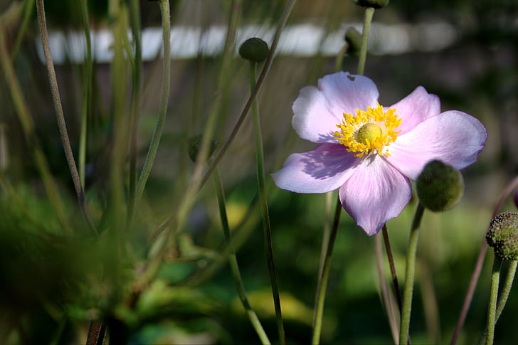 anemone hupehensis, blossom, bloom, flower, autumn flower, purple, nature