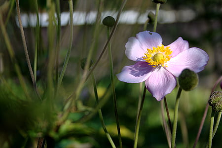 Anemone hupehensis, flor, flor, flor, flor de tardor, porpra, natura