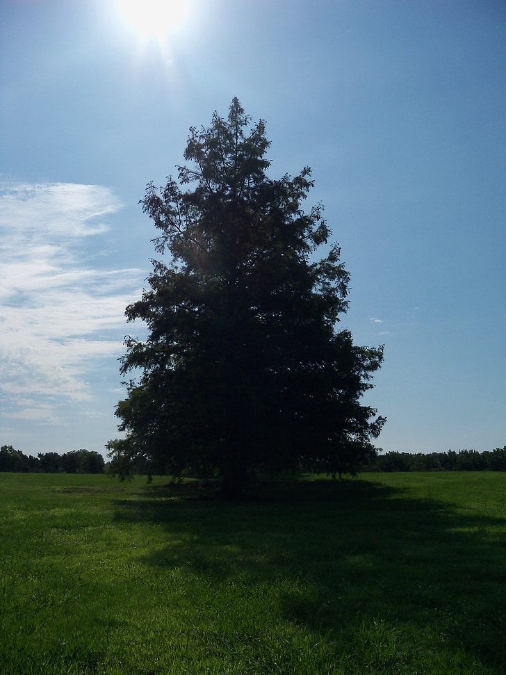 дерево, сонячний день, Природа, Грін, відкритий, літо, вічнозелених