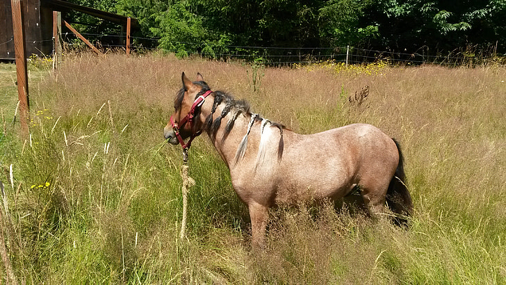 Pony, campo, hierba