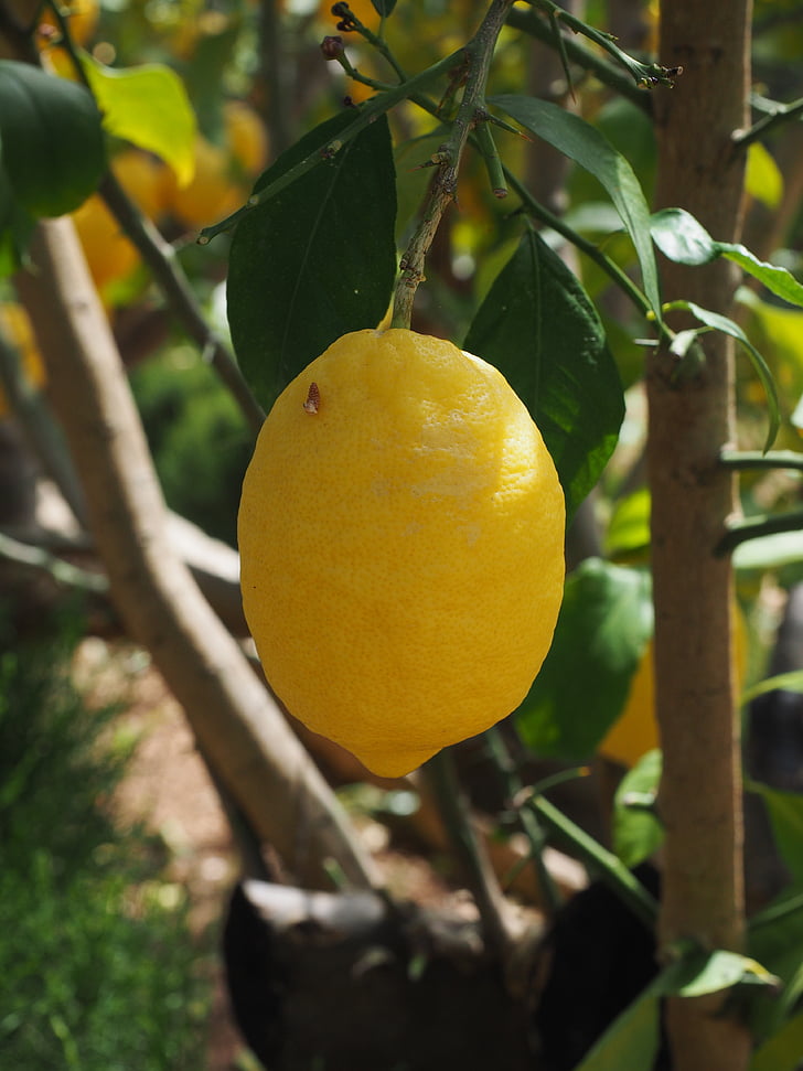 citron, Limone, Lemon tree, Citrus × limon, Citrus, frugt, tropiske frugter