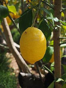 レモン, リモーネ, レモンの木, シトラス × リモン, 柑橘類, フルーツ, トロピカル フルーツ
