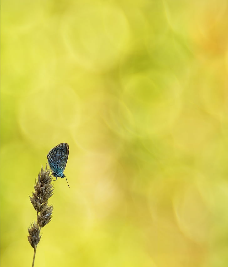 blau comú, papallona, bläuling comú, papallones, blau, planta és blau, ala