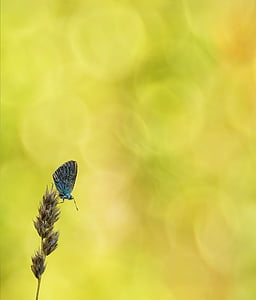 společné modrá, motýl, běžné bläuling, Motýli, modrá, restharrow je modrá, křídlo