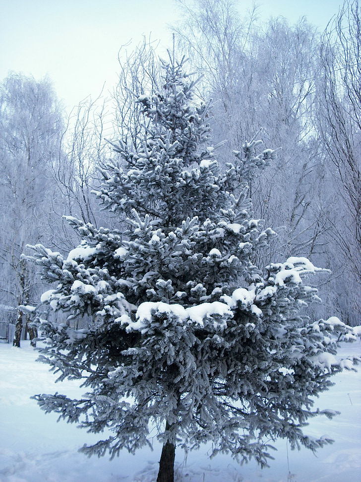 träd, julgran, vinter, säsong, december, säsongsbetonade, vit