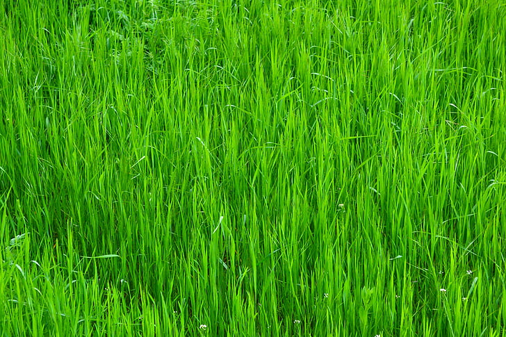 fű, zöld, természet, zöld fű, világos, gyep, fény