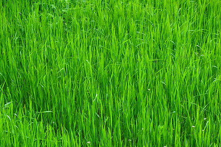 трава, Грін, Природа, зелена трава, яскраві, газон, світло