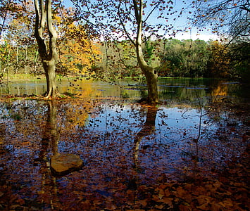 őszi, tó, levelek, gondolatok, árvíz