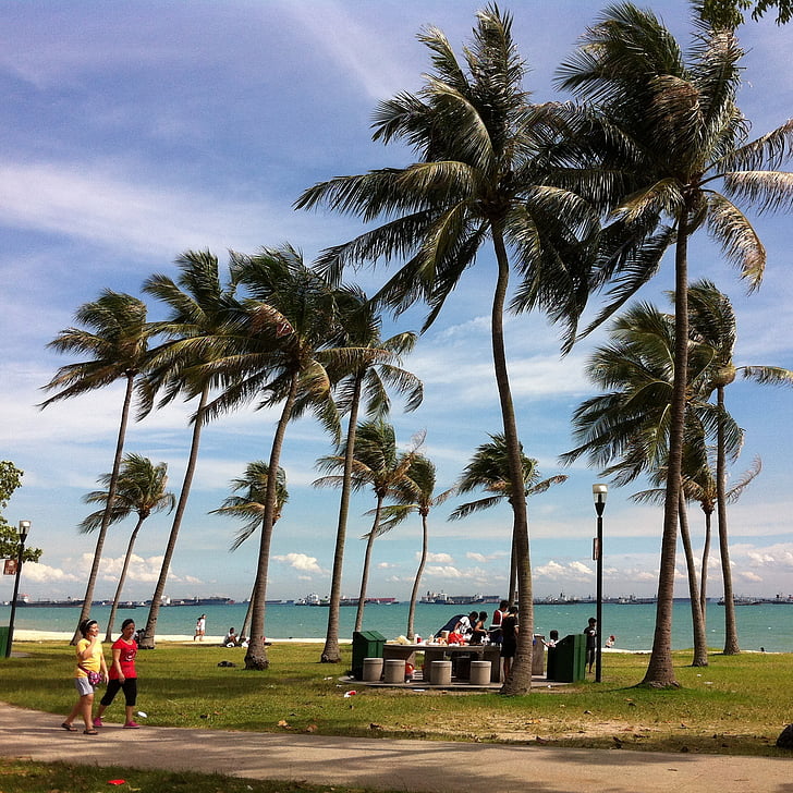 singapore, coastal, breeze, palms, sky, beach, sea