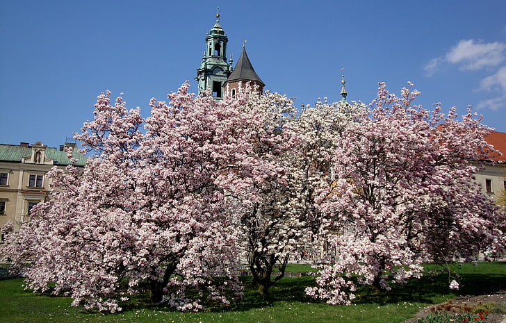 Kraków, Pologne, Wawel, Château, magnolias, fleurs, printemps