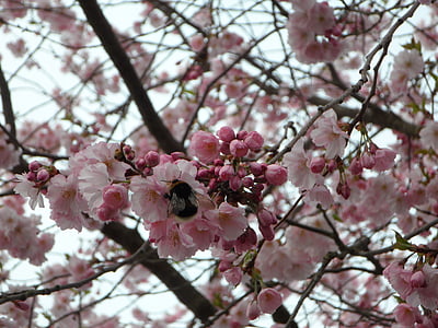 Hummel, Saupoudrer, cerisier ornemental, Blossom, Bloom, fermer, fleurs