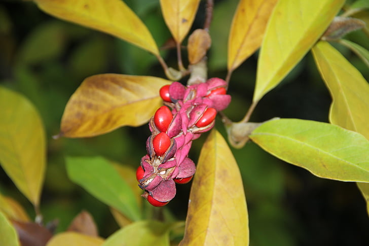 magnolia, seed plant, covered more slowly, nature, fruit, leaf, plant