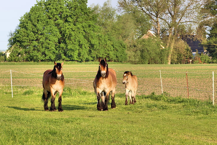 horses, mares, foal, cold blooded animals, paddock, pasture, animal