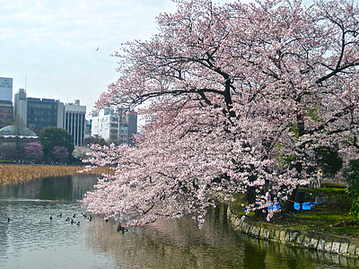 flor de cerejeira, Tóquio, Palácio Imperial, árvores de cereja japonesas, Primavera