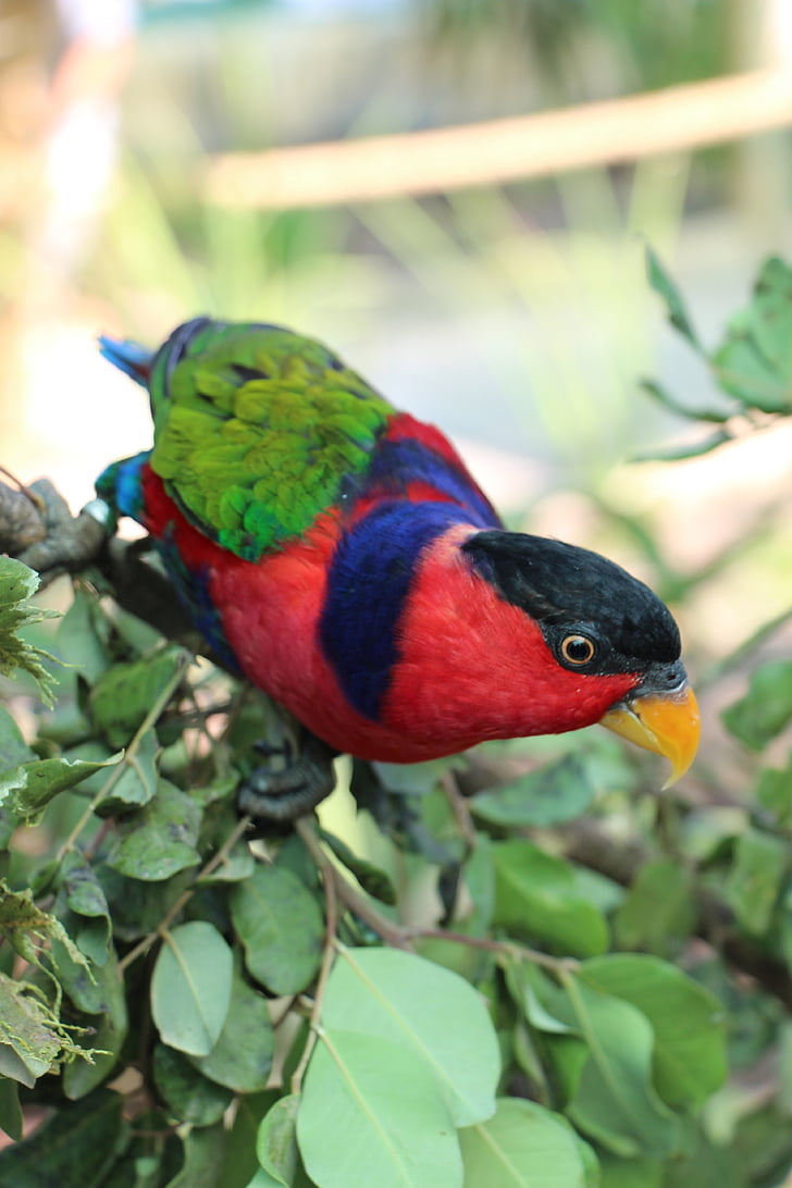 pappagallo, Zoo di, uccello, natura